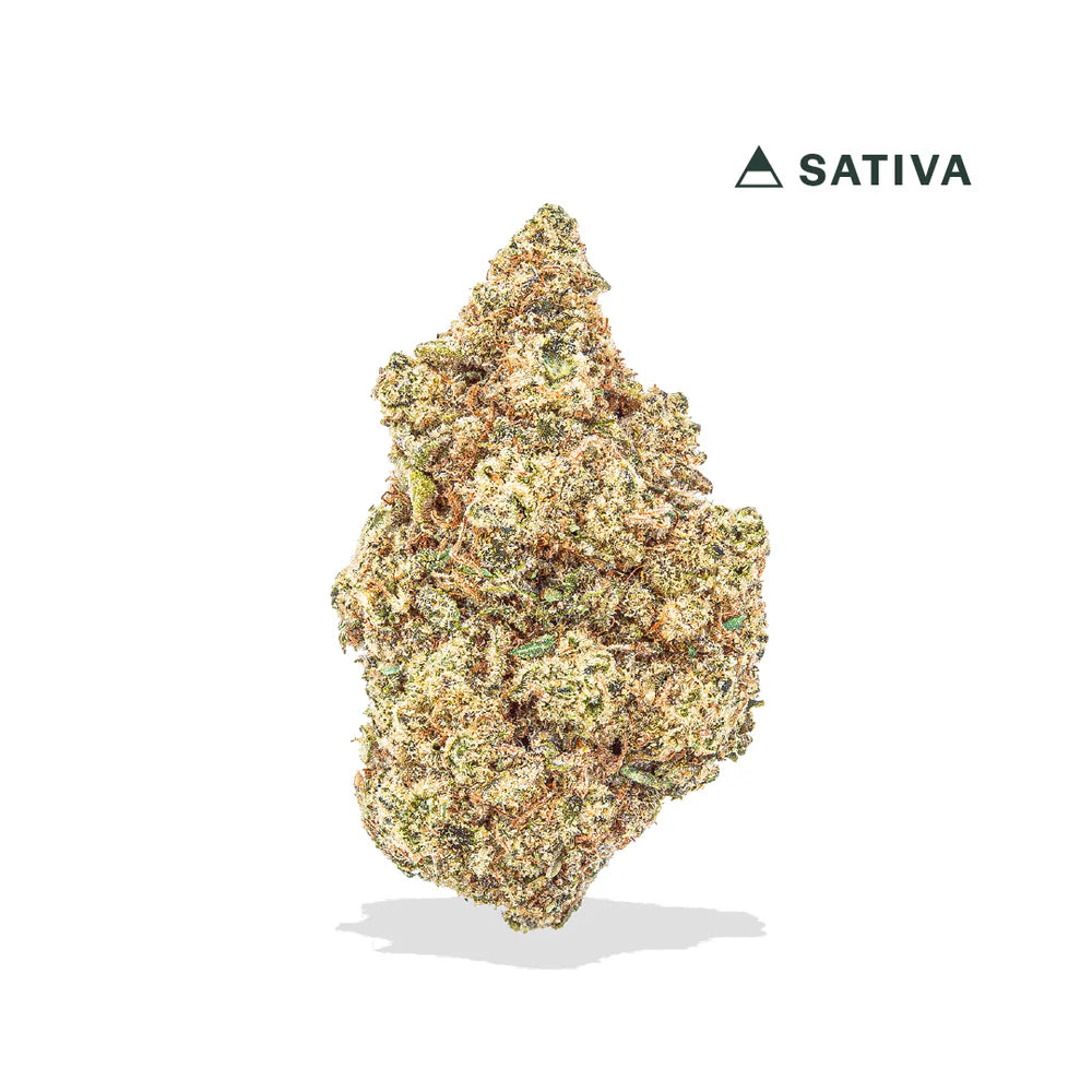 INDOOR JACK HERER SATIVA THCA FLOWER